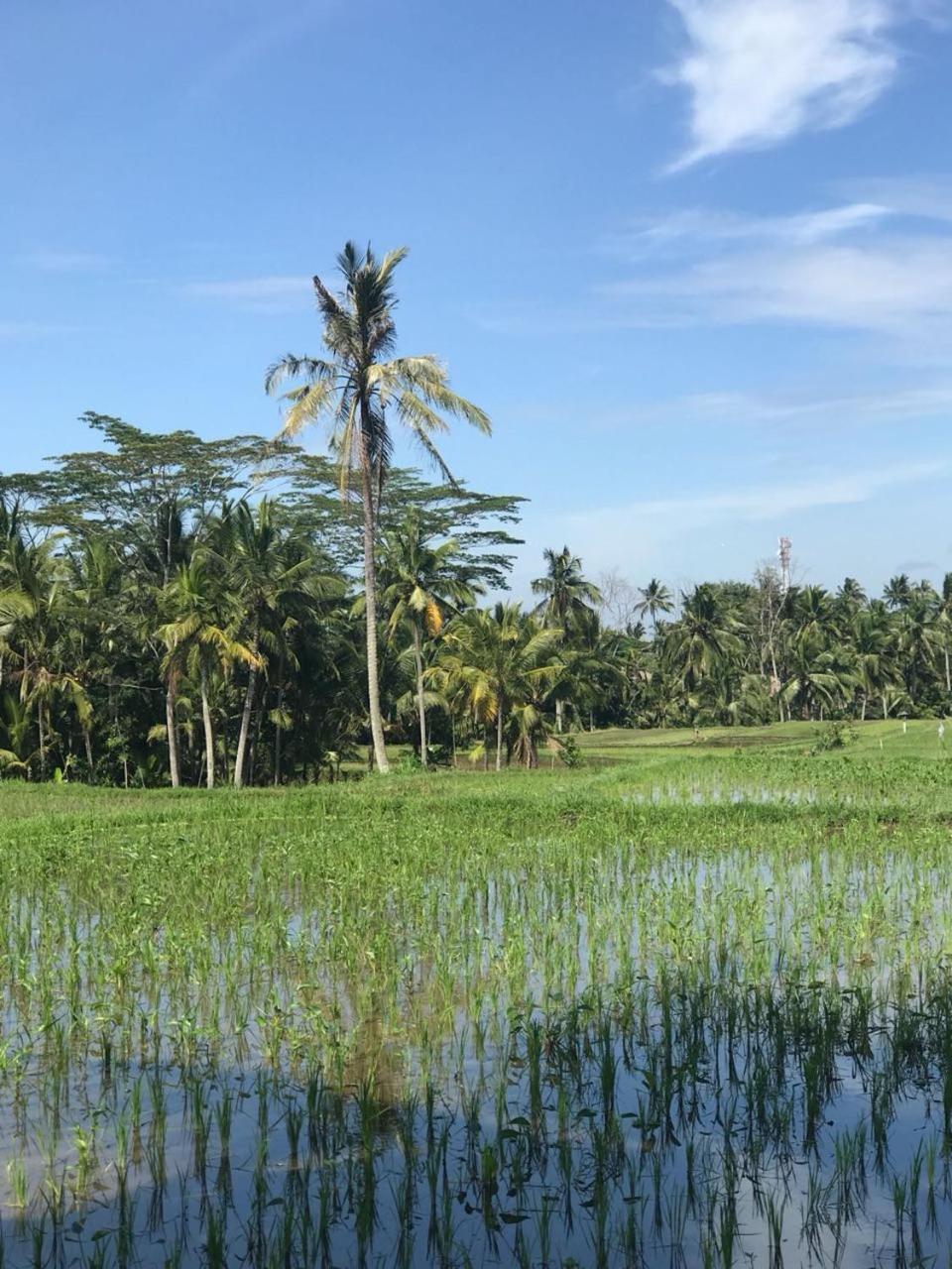 Paraiso Cottage Ubud Exterior photo
